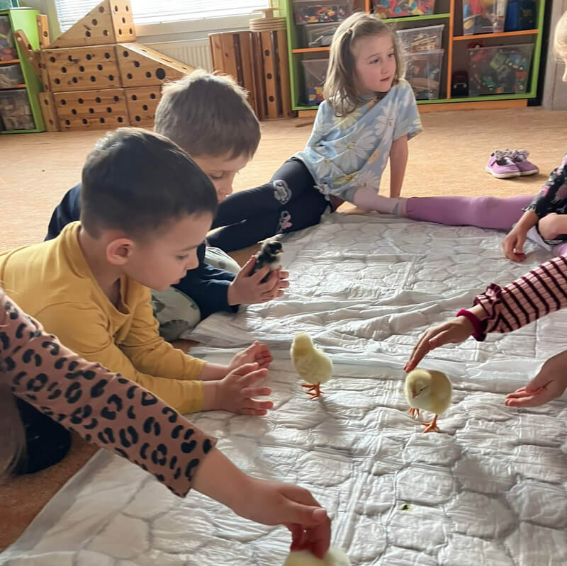 Kuřátka ve školce